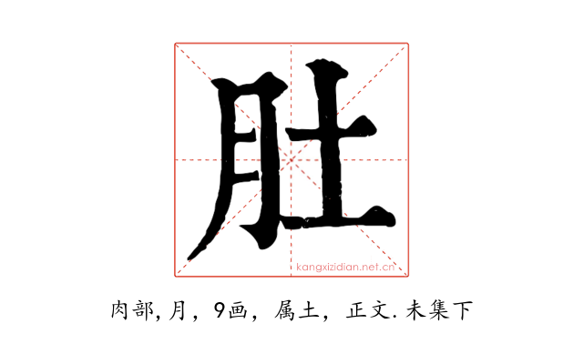 肚