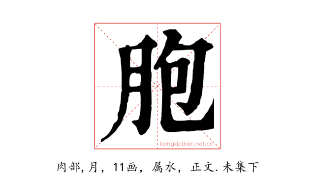 胞