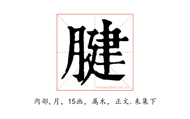 腱