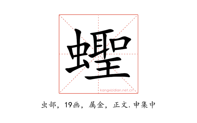 蟶