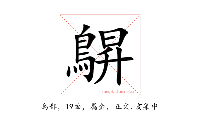 鵿