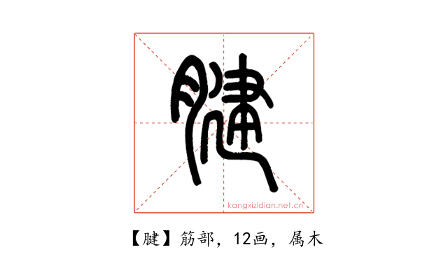 腱