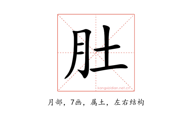 肚
