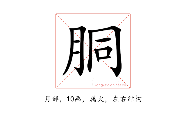 胴