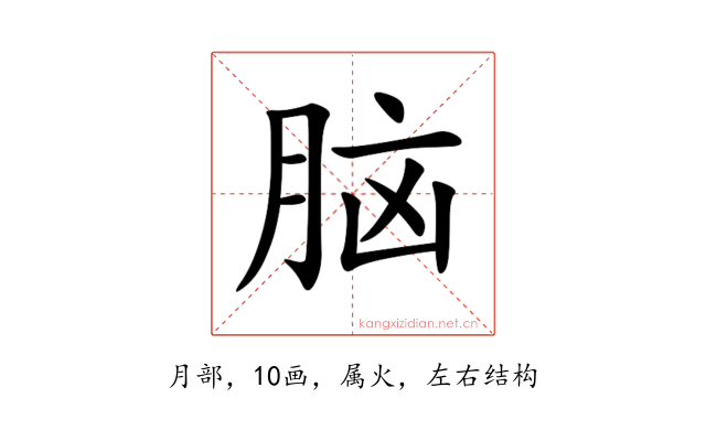 脑