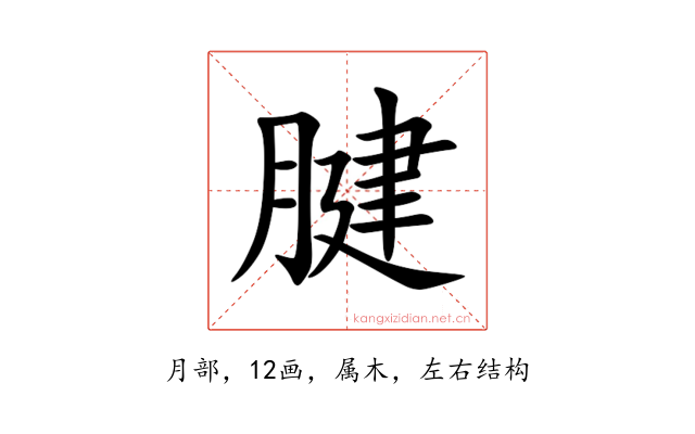 腱