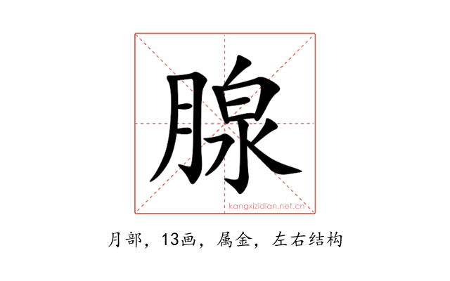 腺